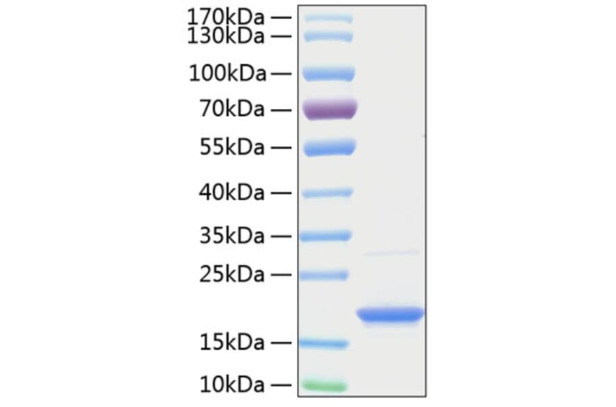 SDS-PAGE - Recombinant Human BAFF Protein (A330142) - Antibodies.com