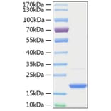 SDS-PAGE - Recombinant Human BAFF Protein (A330142) - Antibodies.com