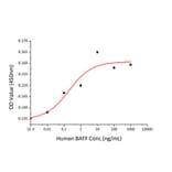 Proliferation Assay - Recombinant Human BAFF Protein (A330142) - Antibodies.com