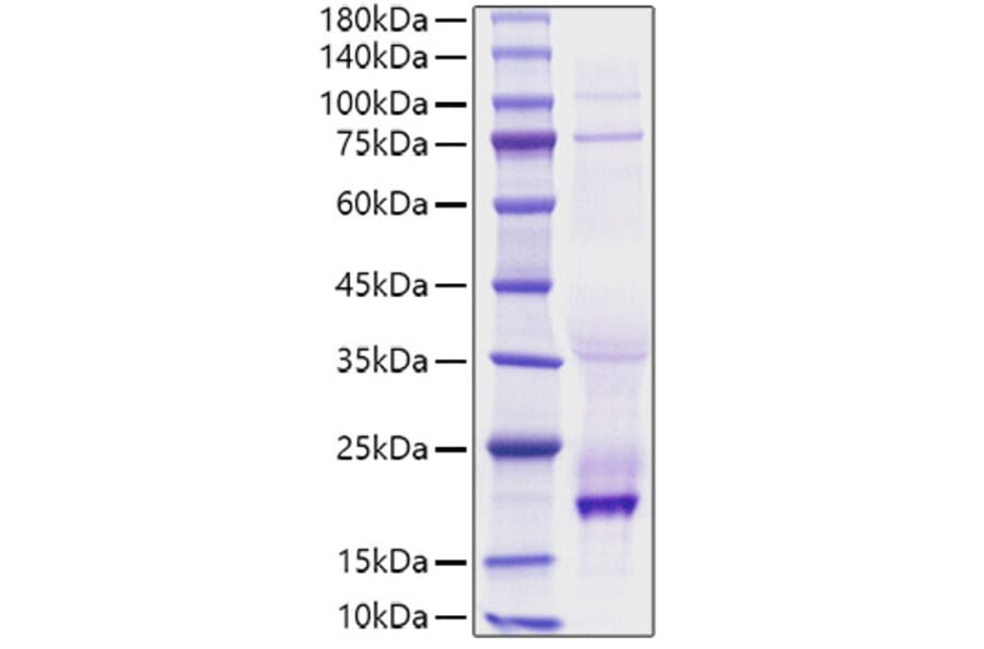 SDS-PAGE - Recombinant human BAFF Protein (N-terminal His Tag) (A330143) - Antibodies.com