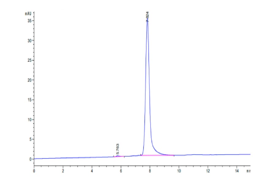 SEC-HPLC - Recombinant Human BCAM Protein (C-terminal His Tag) (A330145) - Antibodies.com