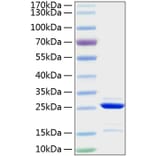 SDS-PAGE - Recombinant Human Bcl-2 Protein (A330146) - Antibodies.com