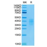 Tris-Bis PAGE - Recombinant Human BCMA Protein (Biotin) (C-terminal His and Avi Tag) (A330149) - Antibodies.com