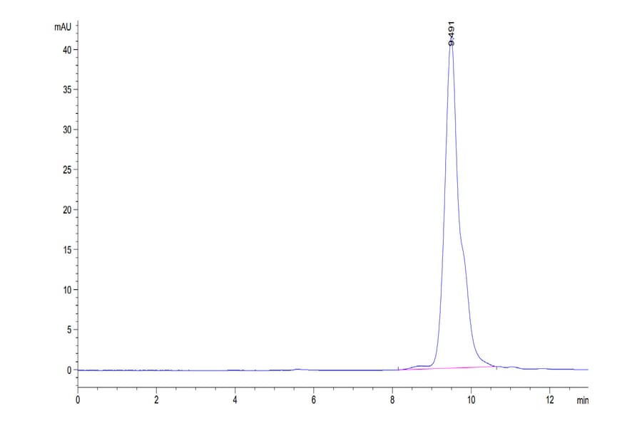 SEC-HPLC - Recombinant Human BCMA Protein (C-terminal His and Avi Tag) (A330152) - Antibodies.com