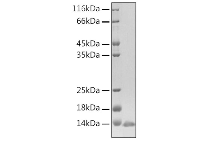 SDS-PAGE - Recombinant Human BD-3 Protein (N-terminal His Tag) (A330153) - Antibodies.com