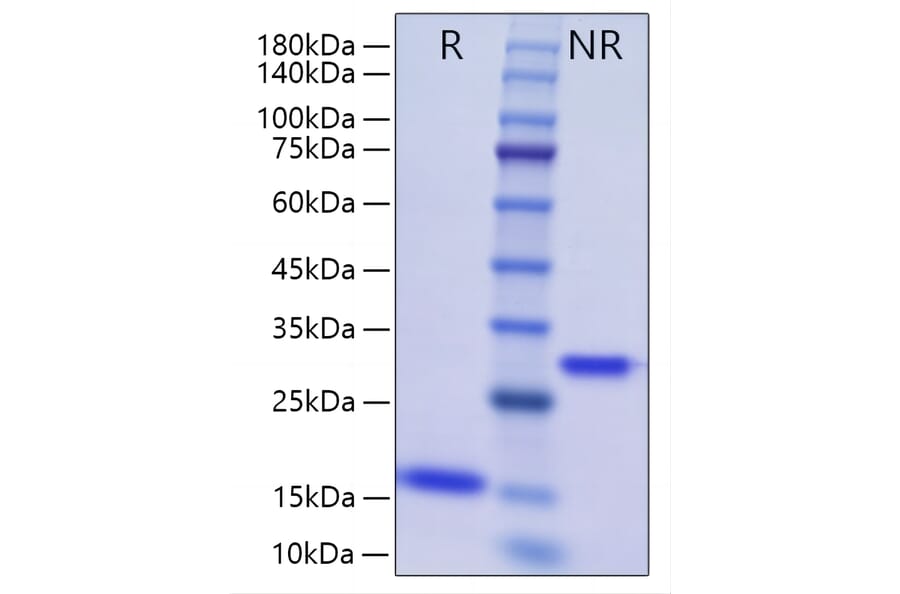 SDS-PAGE - Recombinant Human BMP2 Protein (A330161) - Antibodies.com