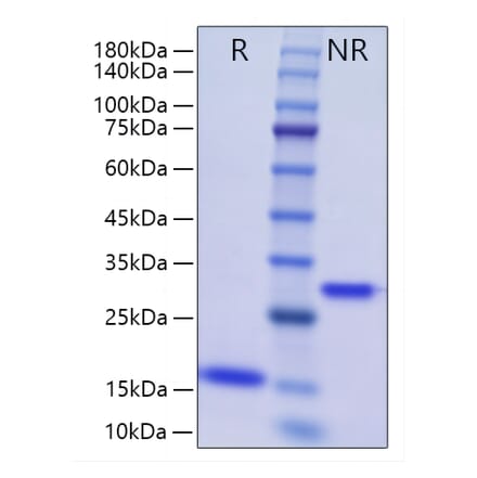 SDS-PAGE - Recombinant Human BMP2 Protein (A330161) - Antibodies.com