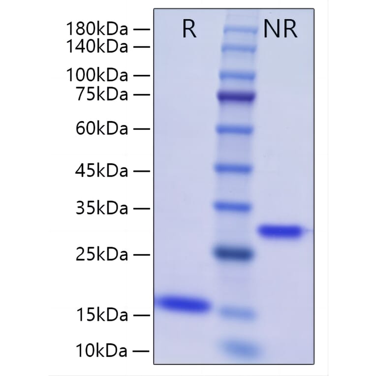 SDS-PAGE - Recombinant Human BMP2 Protein (A330161) - Antibodies.com