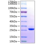 SDS-PAGE - Recombinant Human BTN3A2 Protein (C-terminal His Tag) (A330174) - Antibodies.com
