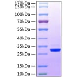 SDS-PAGE - Recombinant Human BTN3A3 Protein (C-terminal His Tag) (A330175) - Antibodies.com