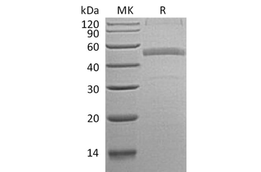 SDS-PAGE - Recombinant Human Calumenin Protein (C-terminal His Tag) (A330188) - Antibodies.com