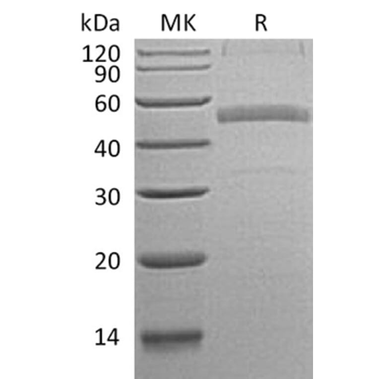 SDS-PAGE - Recombinant Human Calumenin Protein (C-terminal His Tag) (A330188) - Antibodies.com
