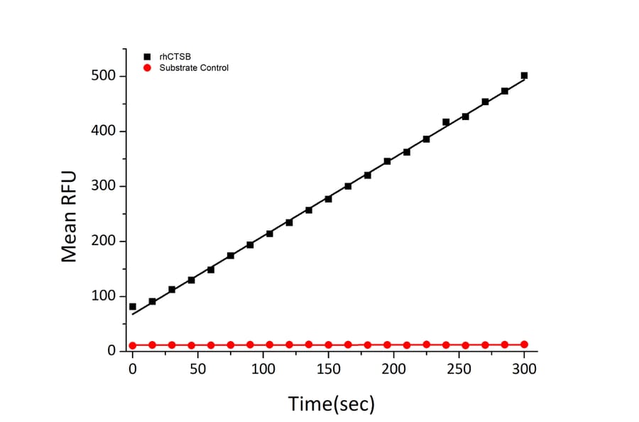 Fluorogenic Peptide Cleavage Assay - Recombinant Human Cathepsin B Protein (C-terminal His Tag) (A330191) - Antibodies.com