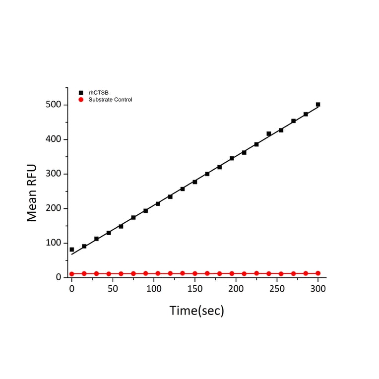 Fluorogenic Peptide Cleavage Assay - Recombinant Human Cathepsin B Protein (C-terminal His Tag) (A330191) - Antibodies.com