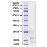 SDS-PAGE - Recombinant Human CCL1 Protein (A330197) - Antibodies.com