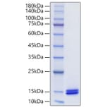 SDS-PAGE - Recombinant Human CCL14 Protein (C-terminal His Tag) (A330198) - Antibodies.com