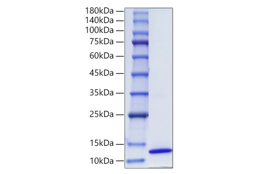 SDS-PAGE - Recombinant Human CCL17 Protein (C-terminal His Tag) (A330199) - Antibodies.com