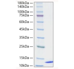 SDS-PAGE - Recombinant Human CCL18 Protein (A330201) - Antibodies.com