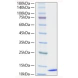 SDS-PAGE - Recombinant Human CCL18 Protein (A330201) - Antibodies.com