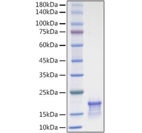 SDS-PAGE - Recombinant Human CCL21 Protein (A330203) - Antibodies.com