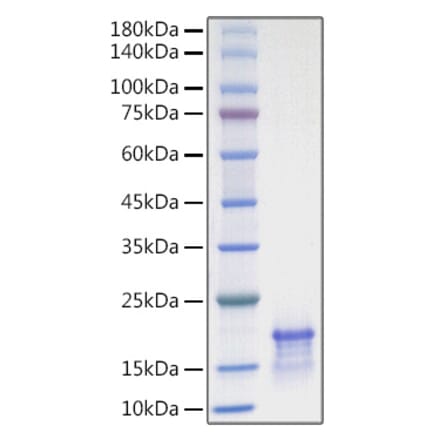 SDS-PAGE - Recombinant Human CCL21 Protein (A330203) - Antibodies.com