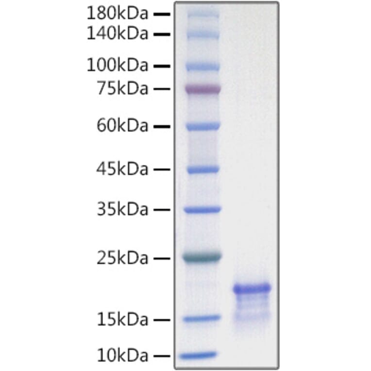 SDS-PAGE - Recombinant Human CCL21 Protein (A330203) - Antibodies.com