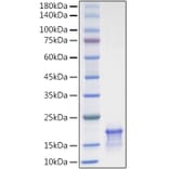 SDS-PAGE - Recombinant Human CCL21 Protein (A330203) - Antibodies.com
