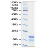 SDS-PAGE - Recombinant Mouse Ccl21a Protein (C-terminal His Tag) (A330204) - Antibodies.com