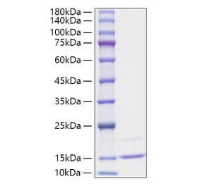 SDS-PAGE - Recombinant Human CCL23 Protein (A330205) - Antibodies.com