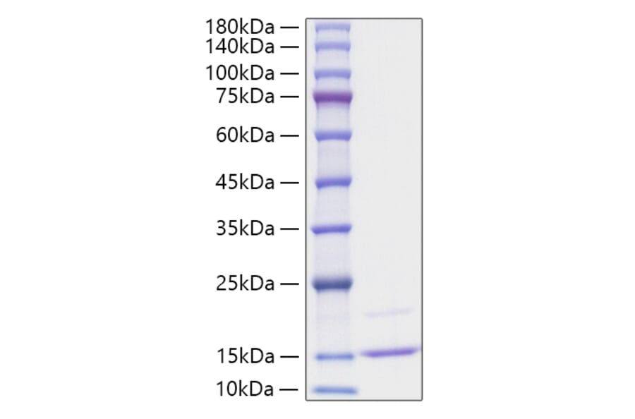 SDS-PAGE - Recombinant Human CCL23 Protein (A330205) - Antibodies.com