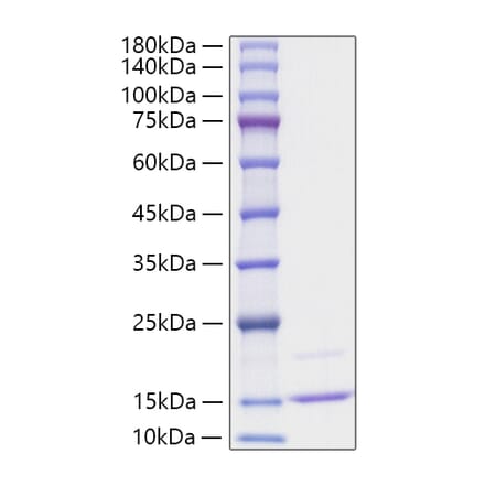 SDS-PAGE - Recombinant Human CCL23 Protein (A330205) - Antibodies.com