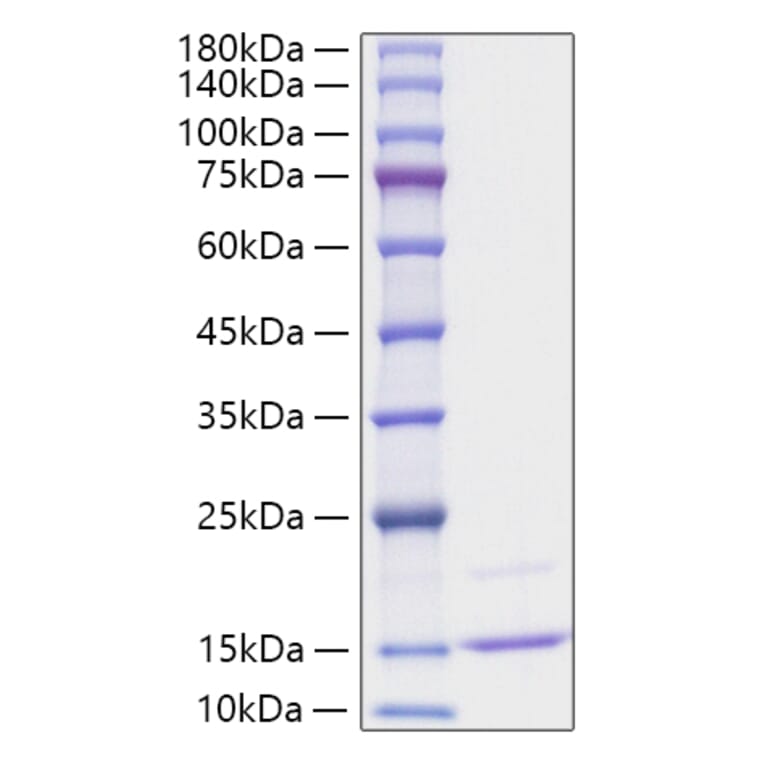 SDS-PAGE - Recombinant Human CCL23 Protein (A330205) - Antibodies.com