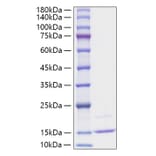 SDS-PAGE - Recombinant Human CCL23 Protein (A330205) - Antibodies.com