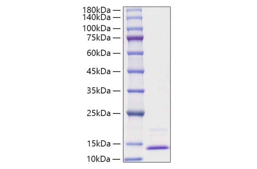 SDS-PAGE - Recombinant Human CCL3 Protein (A330207) - Antibodies.com