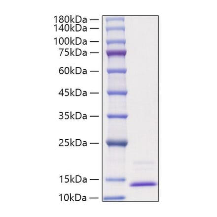 SDS-PAGE - Recombinant Human CCL3 Protein (A330207) - Antibodies.com