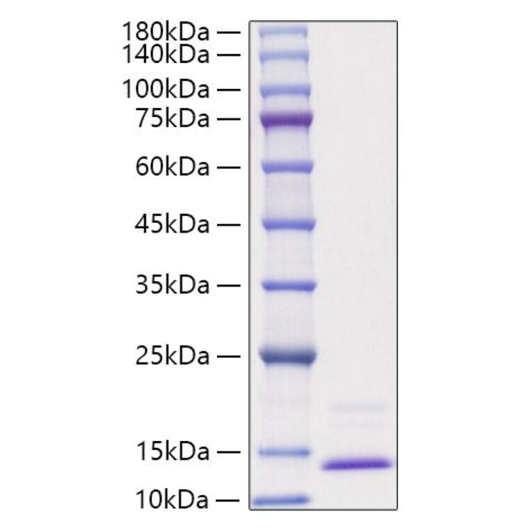 SDS-PAGE - Recombinant Human CCL3 Protein (A330207) - Antibodies.com