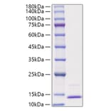 SDS-PAGE - Recombinant Human CCL3 Protein (A330207) - Antibodies.com