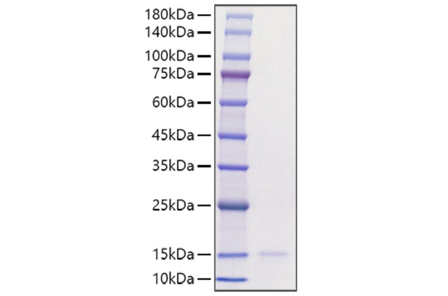 SDS-PAGE - Recombinant Human CCL3 Protein (A330208) - Antibodies.com