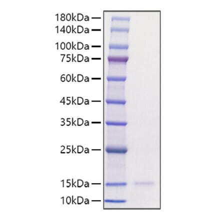 SDS-PAGE - Recombinant Human CCL3 Protein (A330208) - Antibodies.com