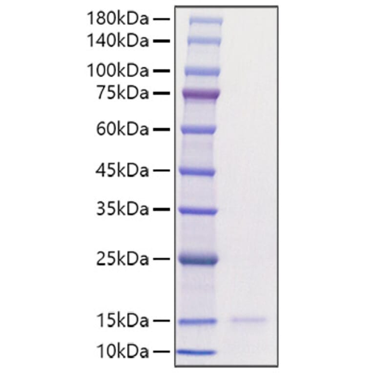 SDS-PAGE - Recombinant Human CCL3 Protein (A330208) - Antibodies.com