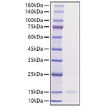 SDS-PAGE - Recombinant Human CCL3 Protein (A330208) - Antibodies.com