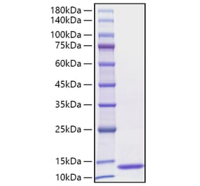 SDS-PAGE - Recombinant Human CCL3 Protein (C-terminal His Tag) (A330209) - Antibodies.com