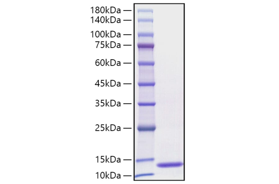 SDS-PAGE - Recombinant Human CCL3 Protein (C-terminal His Tag) (A330209) - Antibodies.com