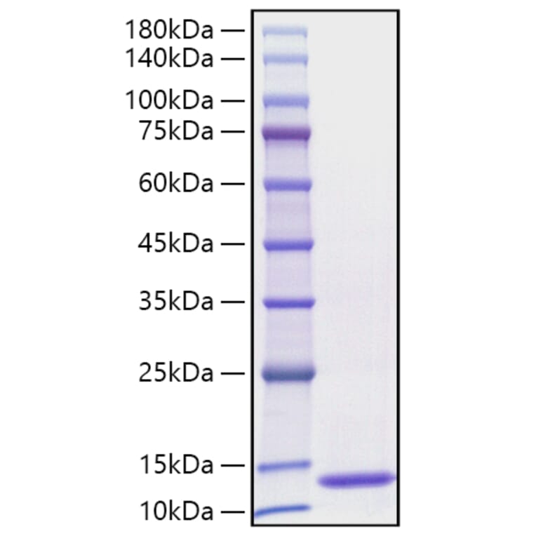 SDS-PAGE - Recombinant Human CCL3 Protein (C-terminal His Tag) (A330209) - Antibodies.com