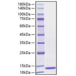 SDS-PAGE - Recombinant Human CCL3 Protein (C-terminal His Tag) (A330209) - Antibodies.com