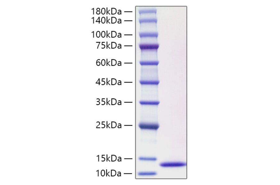 SDS-PAGE - Recombinant Human CCL3L1 Protein (C-terminal His Tag) (A330210) - Antibodies.com