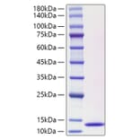 SDS-PAGE - Recombinant Human CCL3L1 Protein (C-terminal His Tag) (A330210) - Antibodies.com