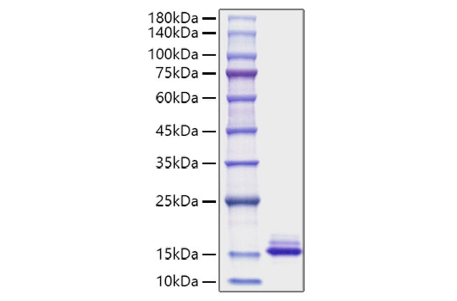 SDS-PAGE - Recombinant Mouse CCL6 Protein (C-terminal His Tag) (A330212) - Antibodies.com