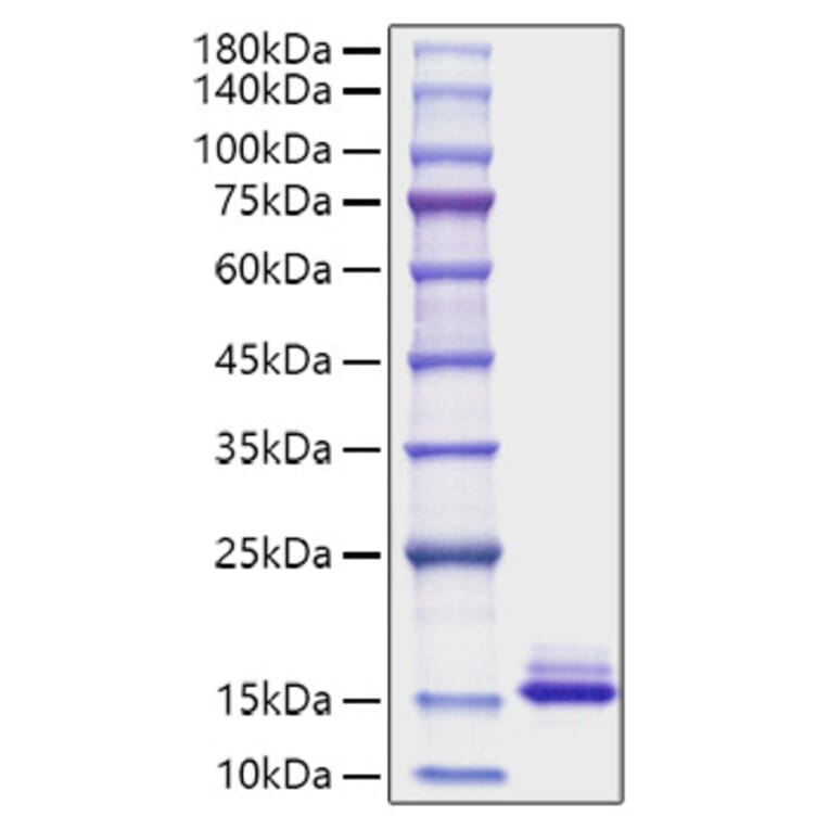 SDS-PAGE - Recombinant Mouse CCL6 Protein (C-terminal His Tag) (A330212) - Antibodies.com
