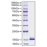 SDS-PAGE - Recombinant Mouse CCL6 Protein (C-terminal His Tag) (A330212) - Antibodies.com